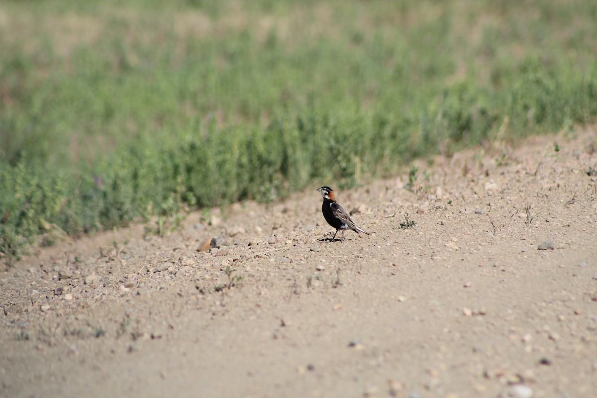 Chestnut-collared Longspur - ML62500811