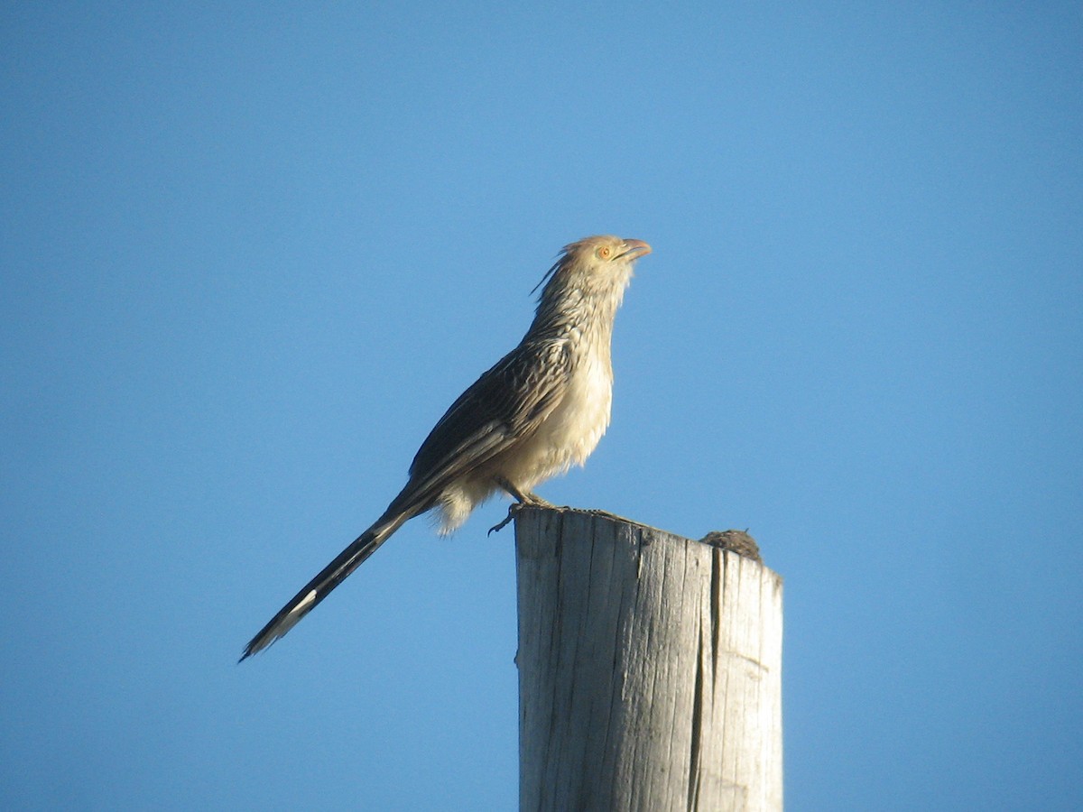 Guira Cuckoo - ML625008116