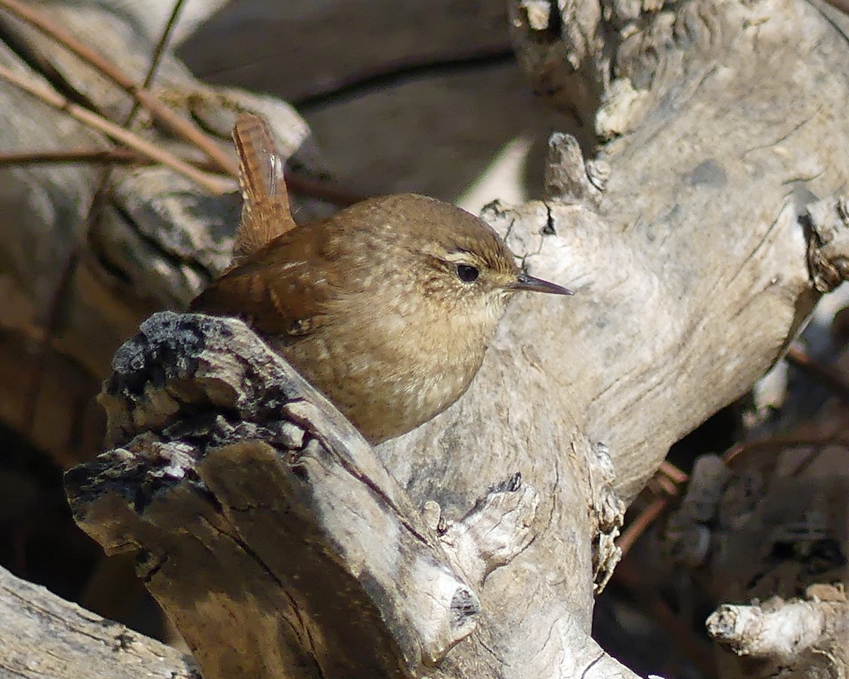 Winter Wren - ML625008120