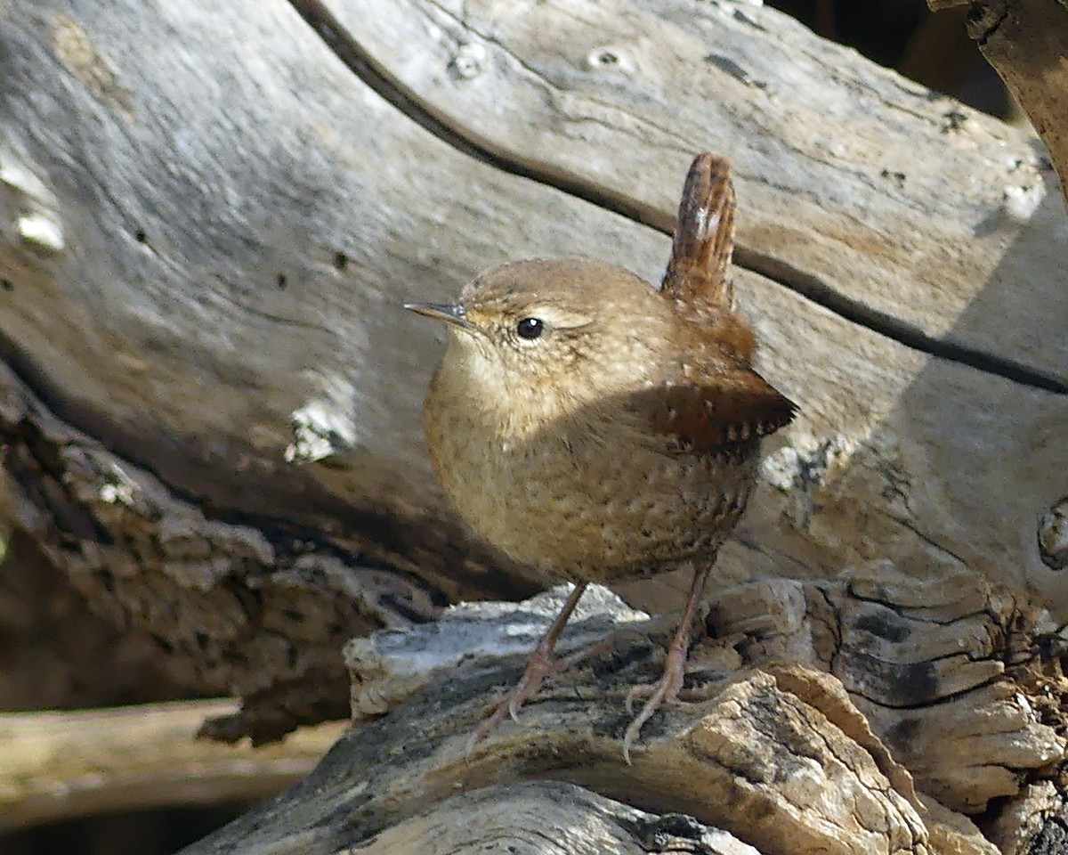 Winter Wren - ML625008131