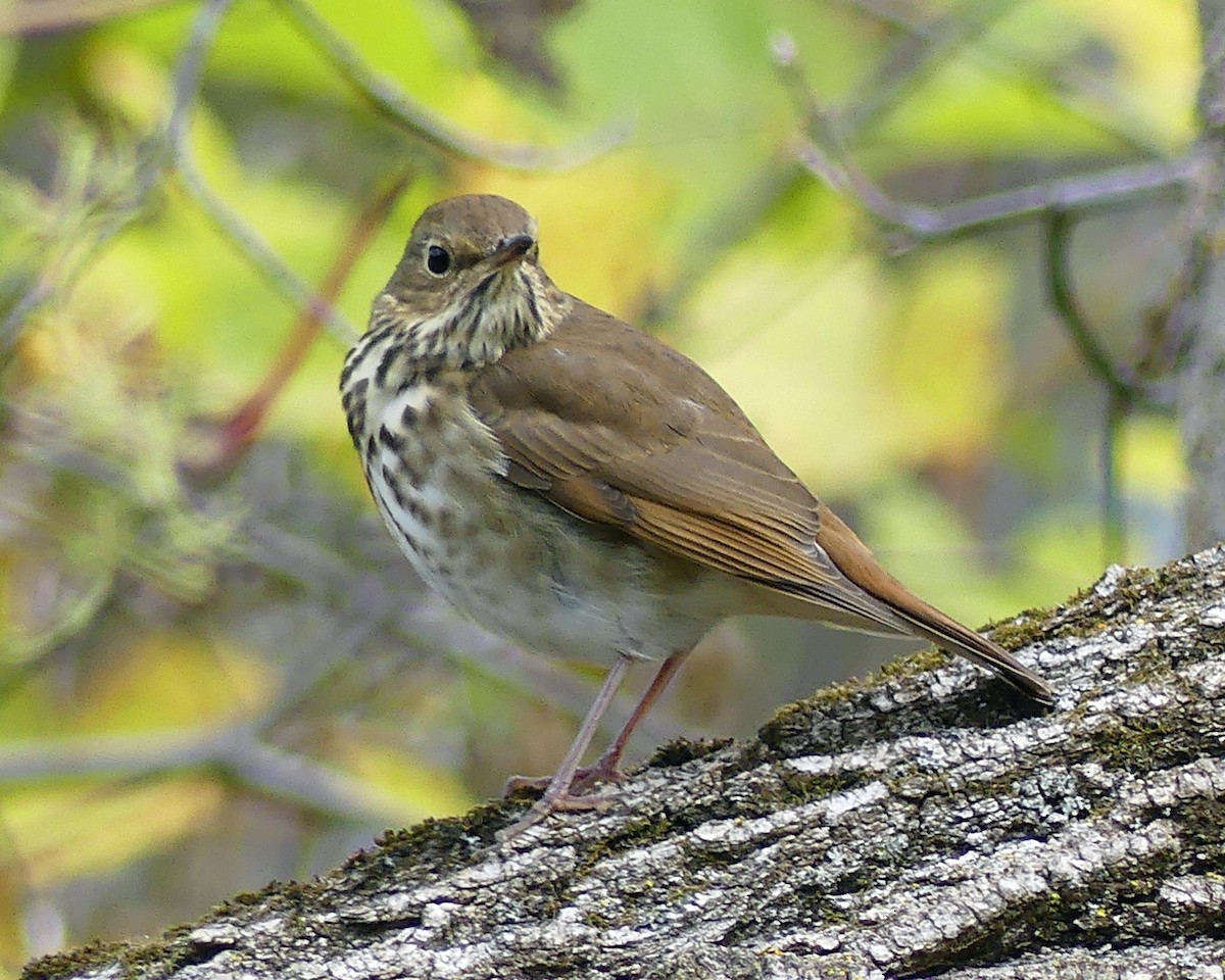 Hermit Thrush - ML625008150
