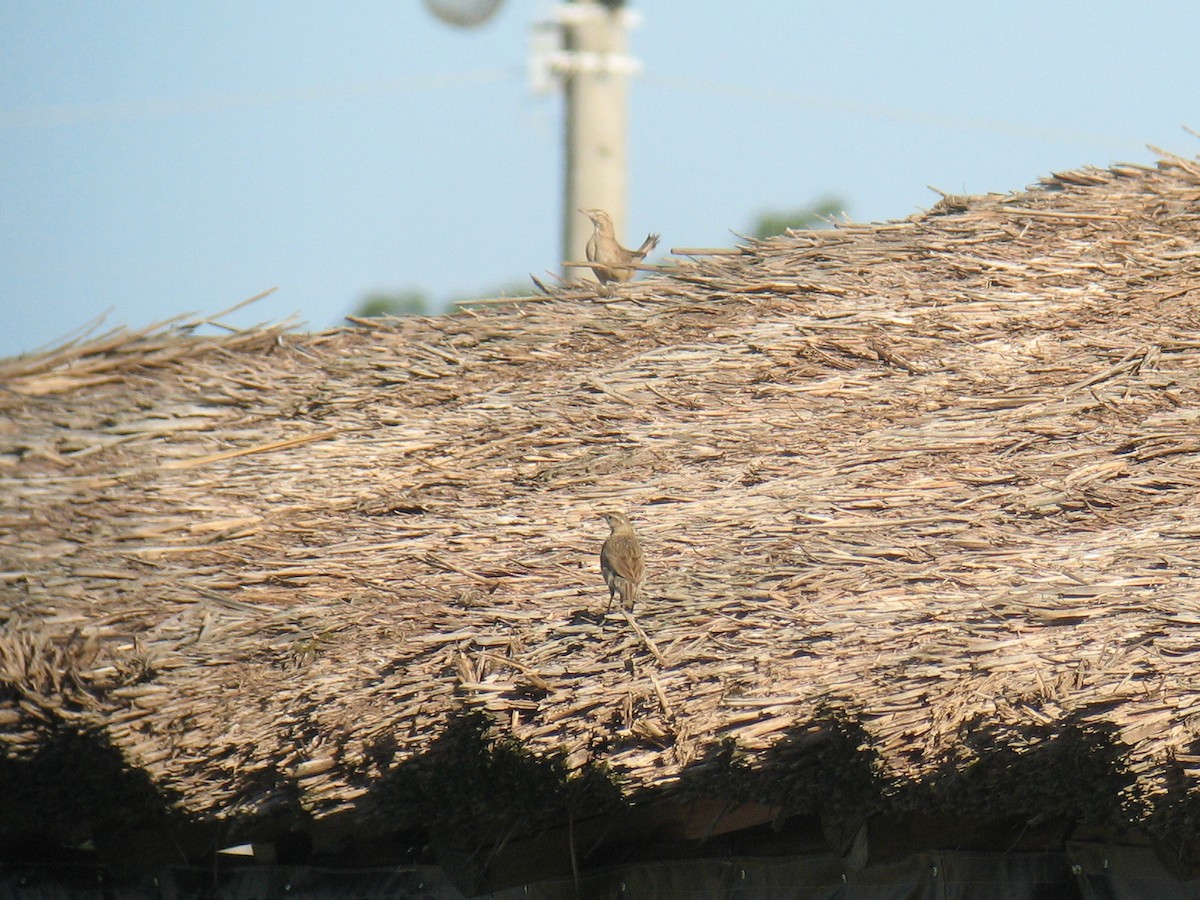 Firewood-gatherer - ML625008161