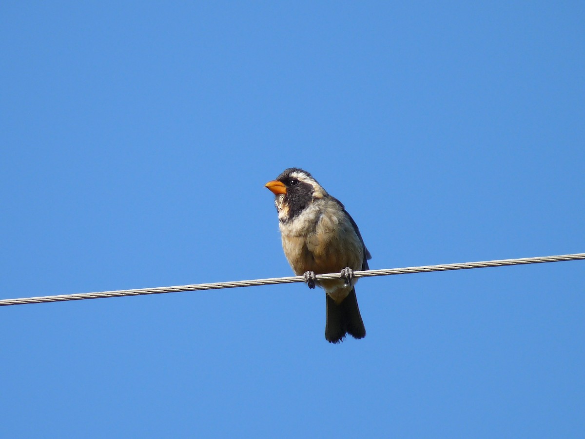 Golden-billed Saltator - ML625008182