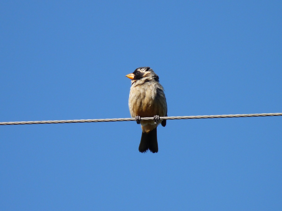 Golden-billed Saltator - ML625008183