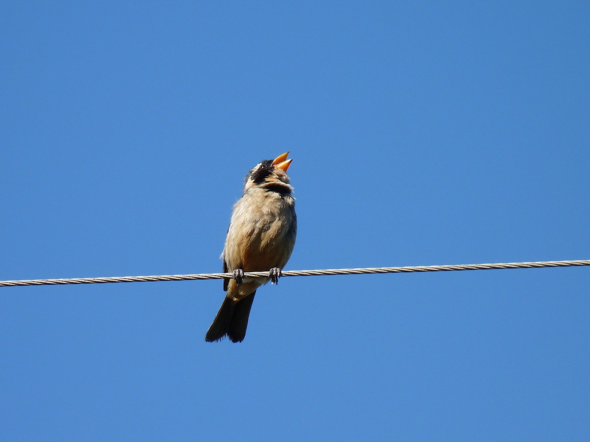 Golden-billed Saltator - ML625008184