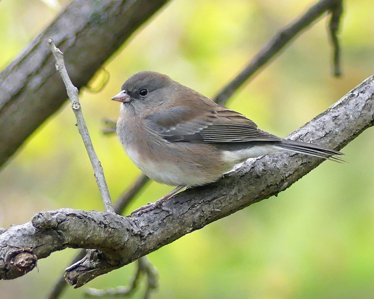 Dark-eyed Junco - ML625008189