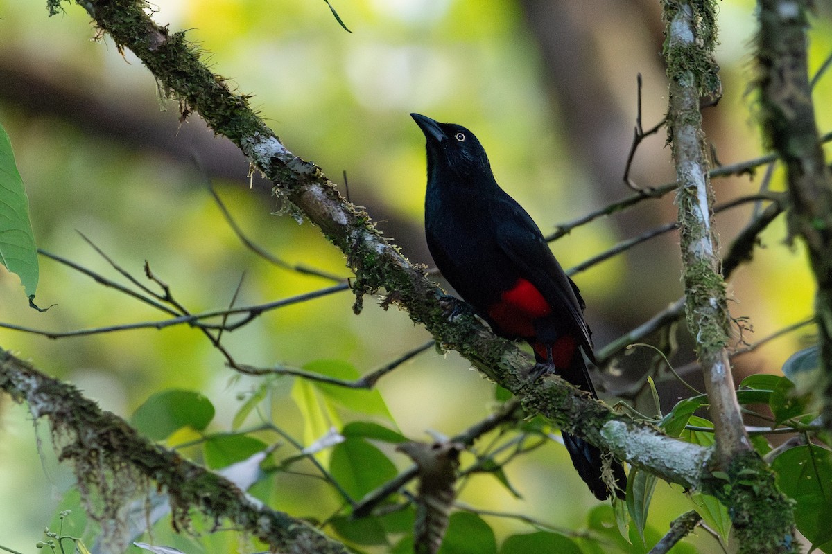 Red-bellied Grackle - Nestor Monsalve (@birds.nestor)