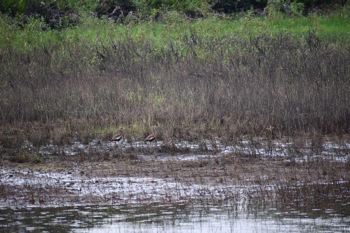 Black-bellied Whistling-Duck - ML625008619