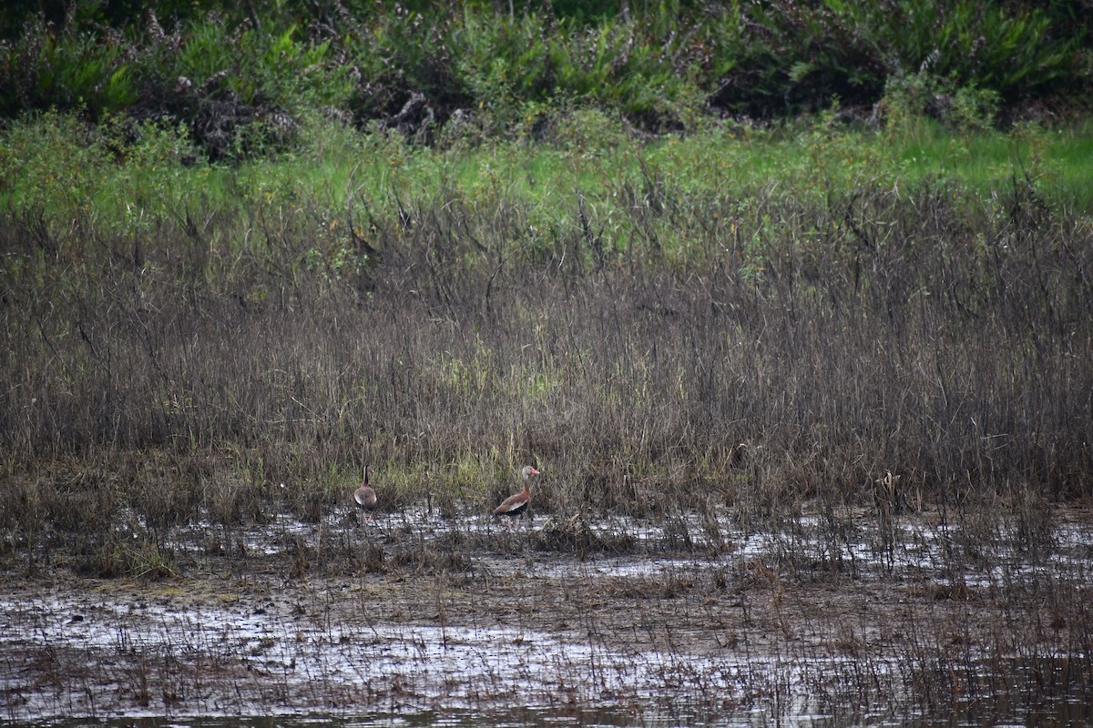 Black-bellied Whistling-Duck - ML625008620