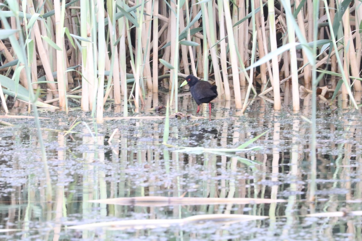 Black Crake - Nyreen Roberts