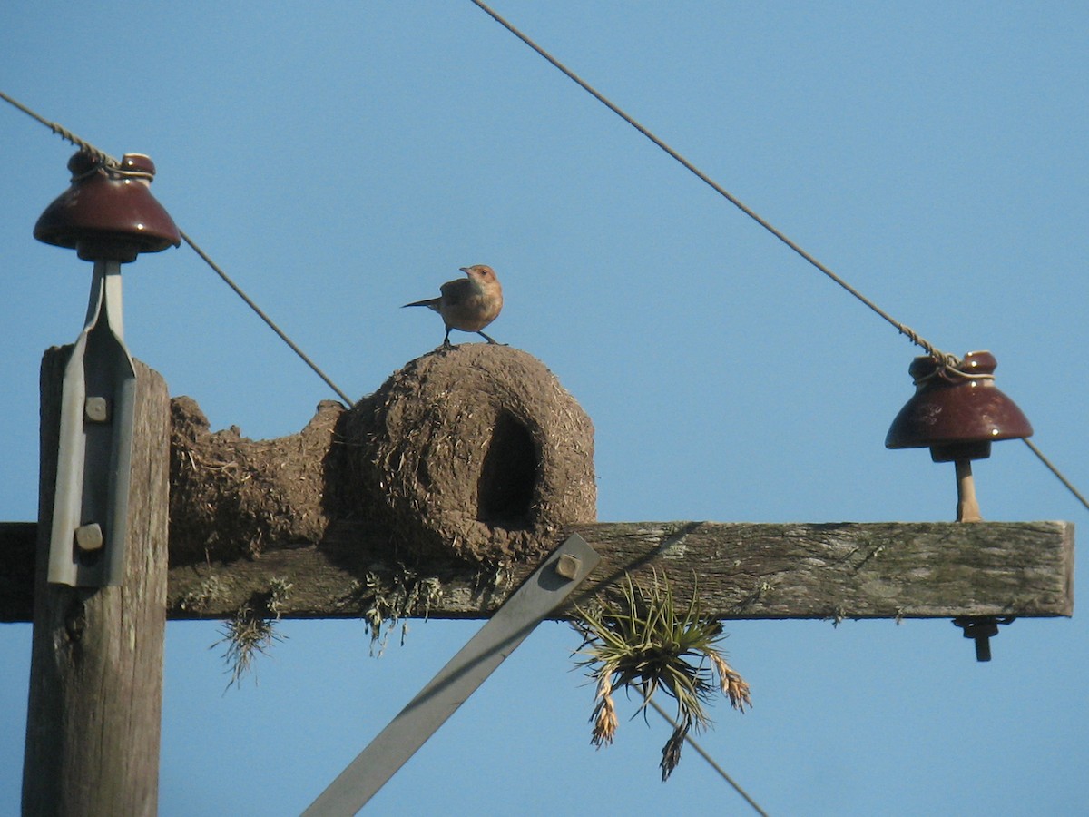 Rufous Hornero - John Martin