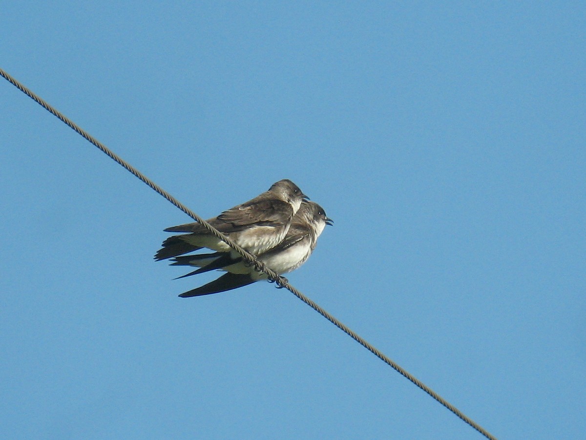 Brown-chested Martin - ML625008684