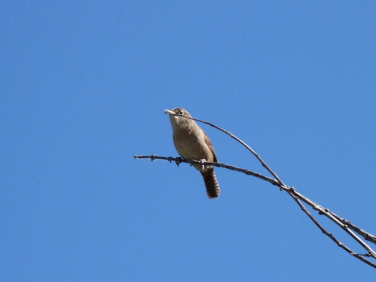 Southern House Wren - ML625008694