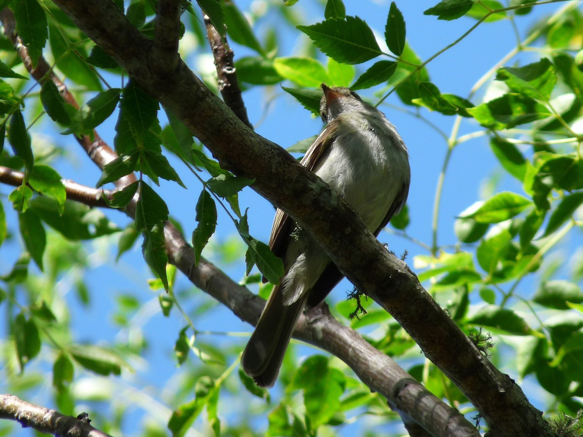 Small-billed Elaenia - ML625008760