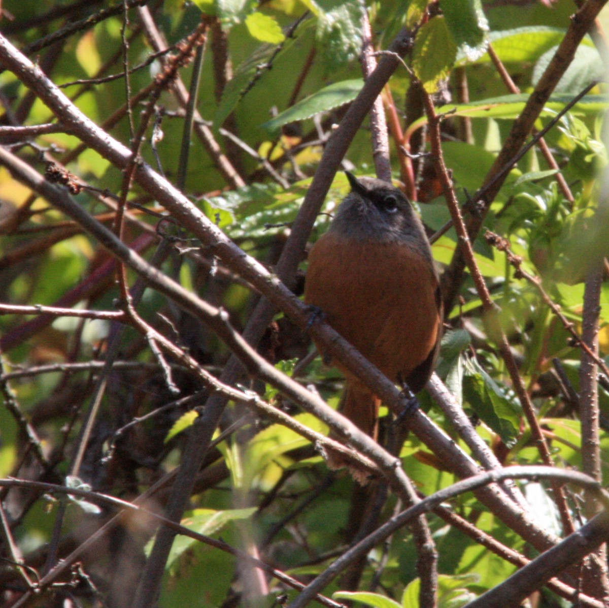 Russet-bellied Spinetail - ML625008798