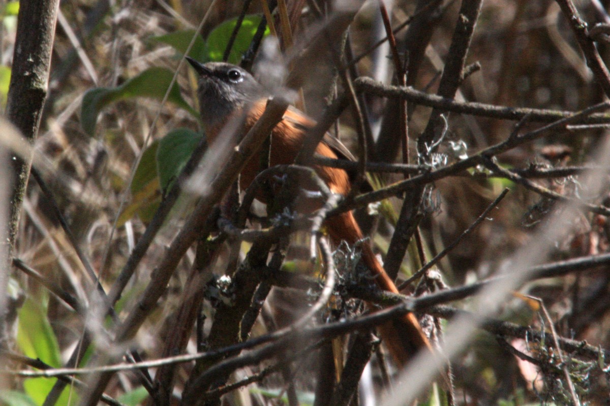 Russet-bellied Spinetail - ML625008821