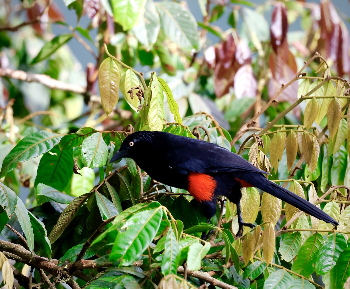 Red-bellied Grackle - ML625008850