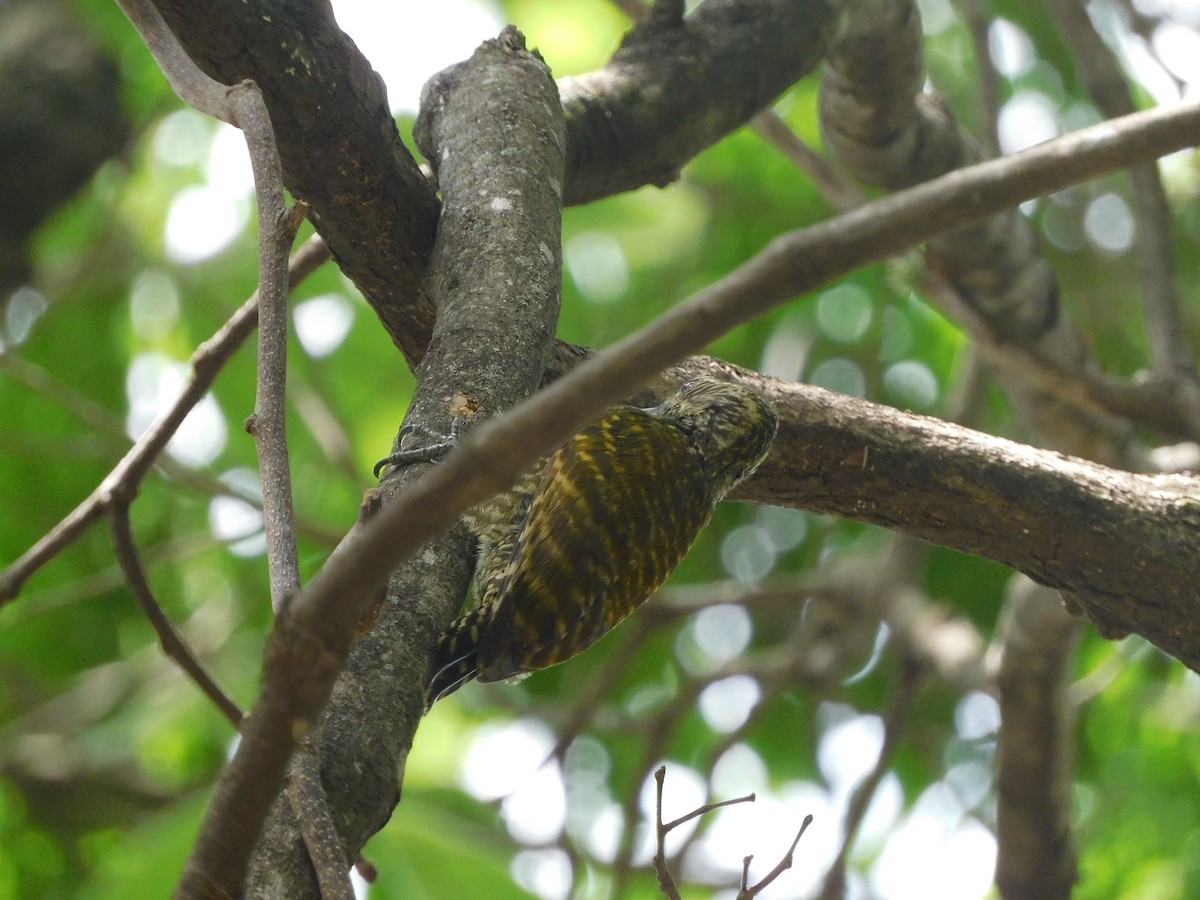 White-spotted Woodpecker - ML625009111