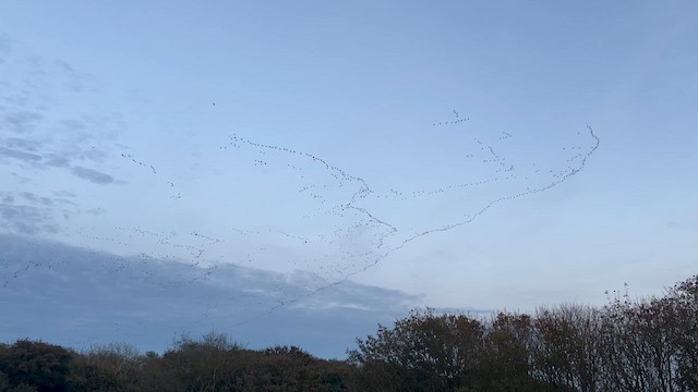 Pink-footed Goose - ML625009284