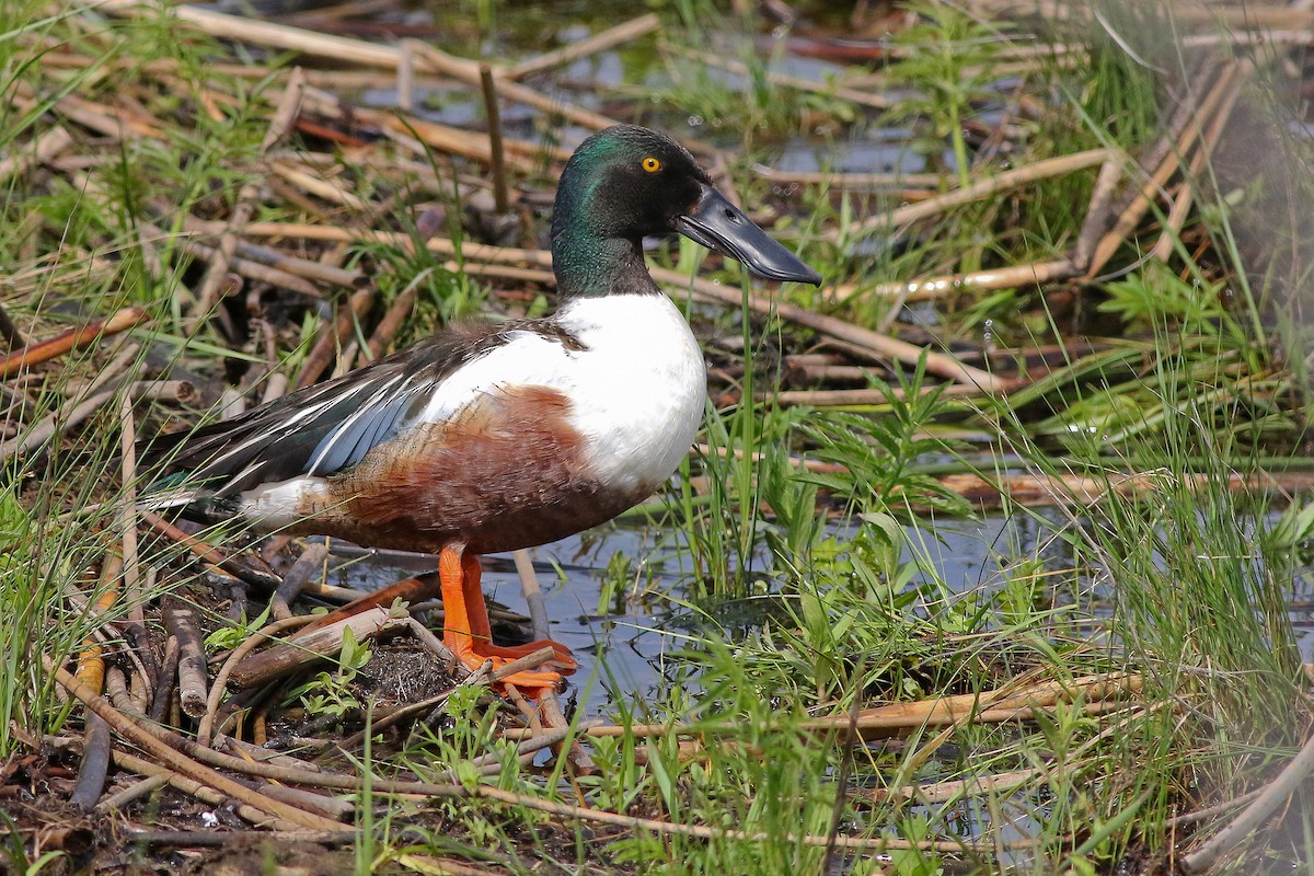 Northern Shoveler - ML625009369