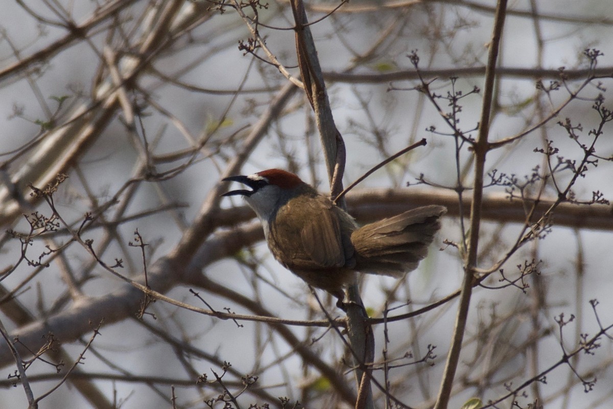 Chestnut-capped Babbler - ML625009375