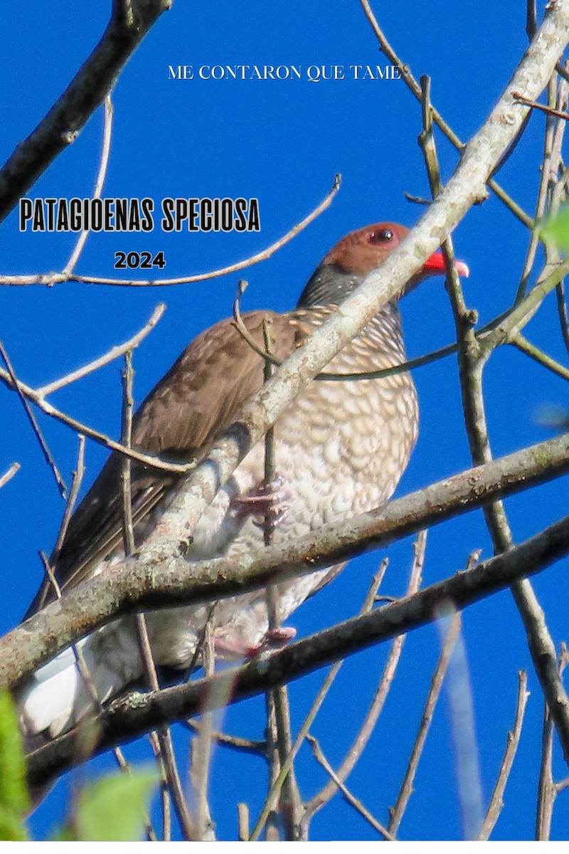 Scaled Pigeon - ML625009385