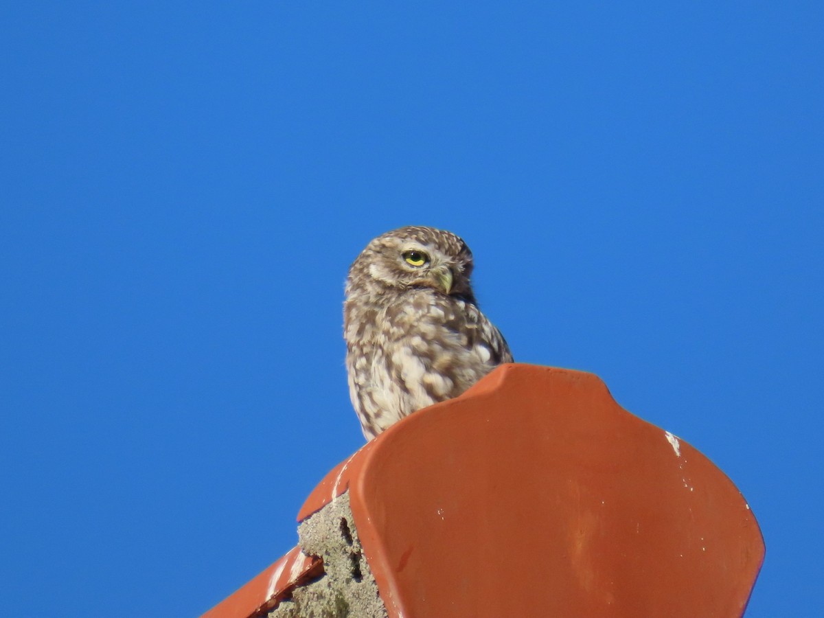 Little Owl - ML625009393