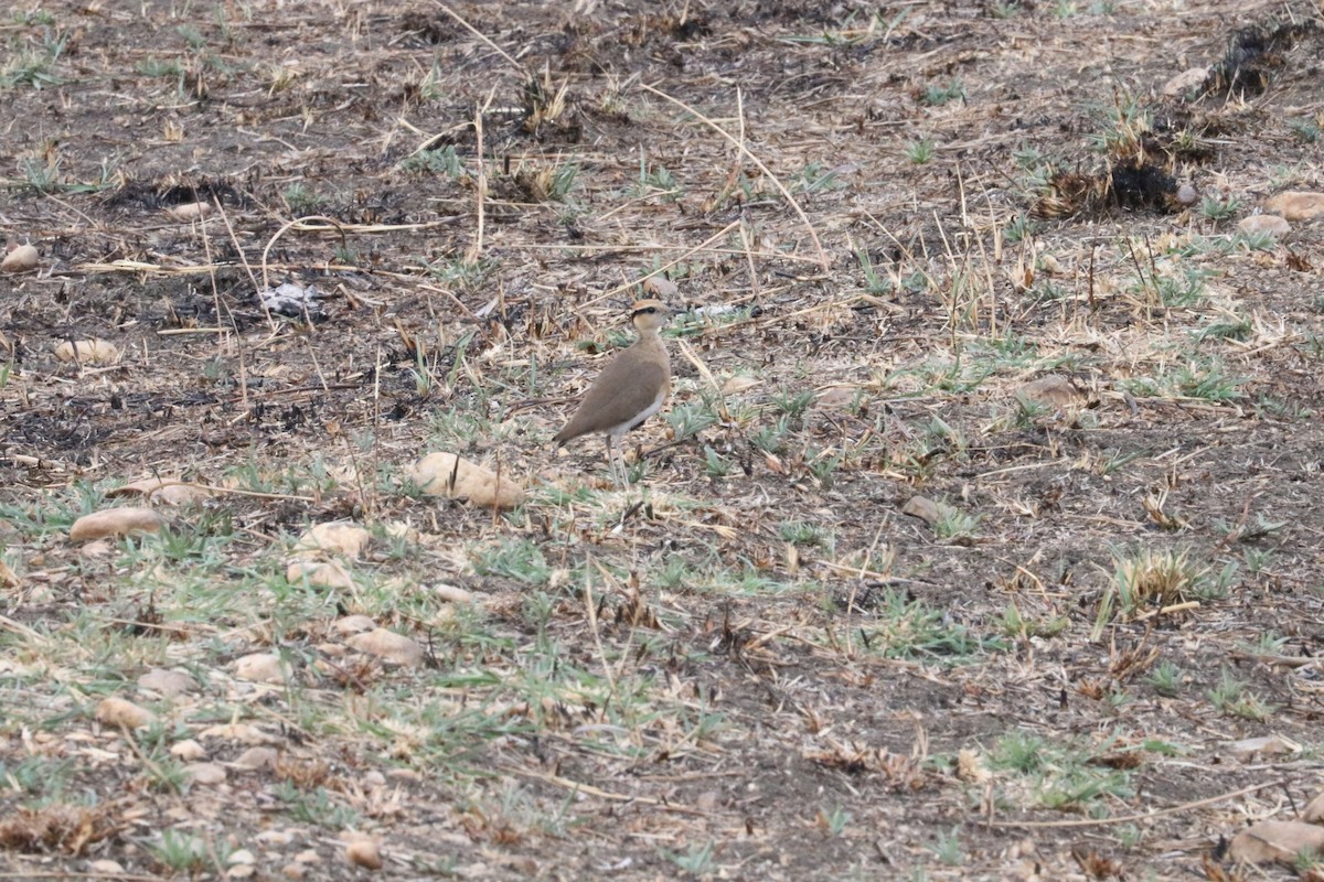 Temminck's Courser - ML625009522