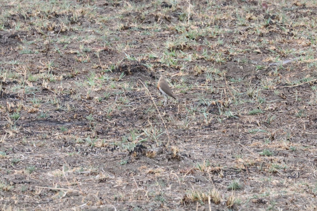 Temminck's Courser - ML625009529