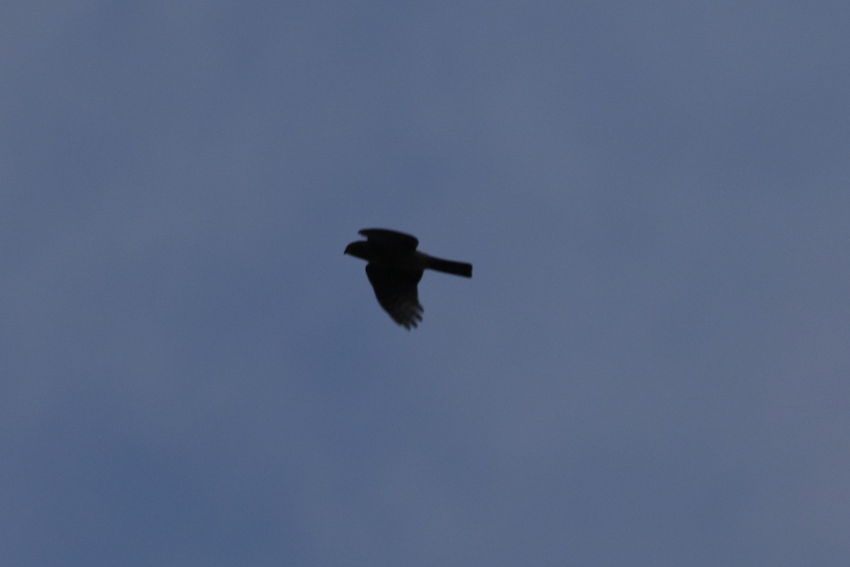 Sharp-shinned Hawk - ML625009635