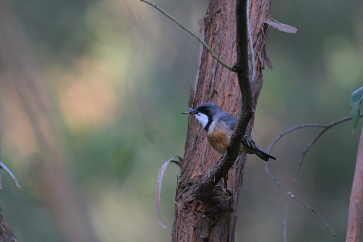 Rufous Whistler - ML625009799