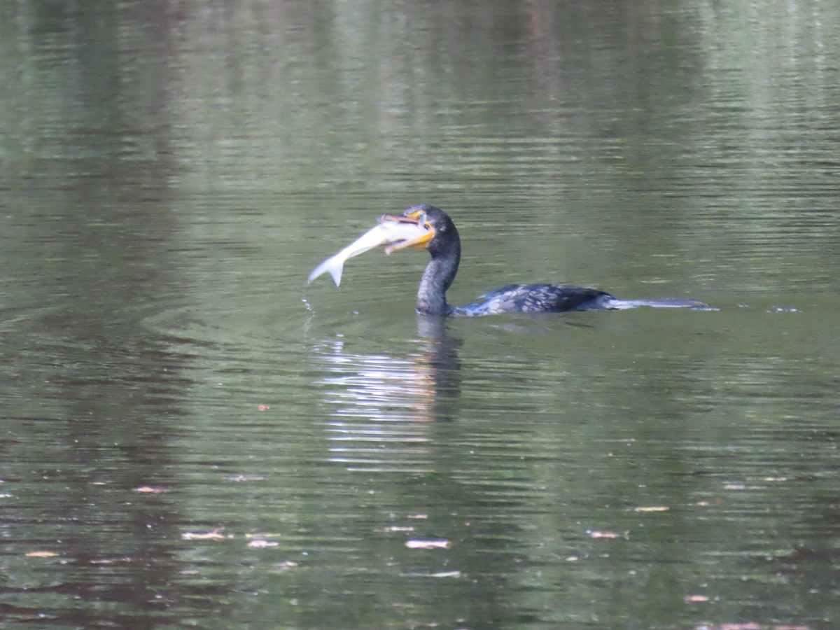 Double-crested Cormorant - ML625009809