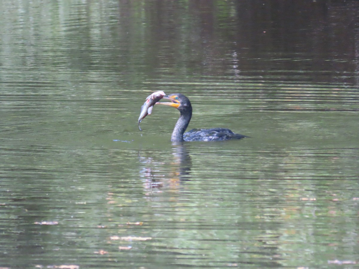 Double-crested Cormorant - ML625009810