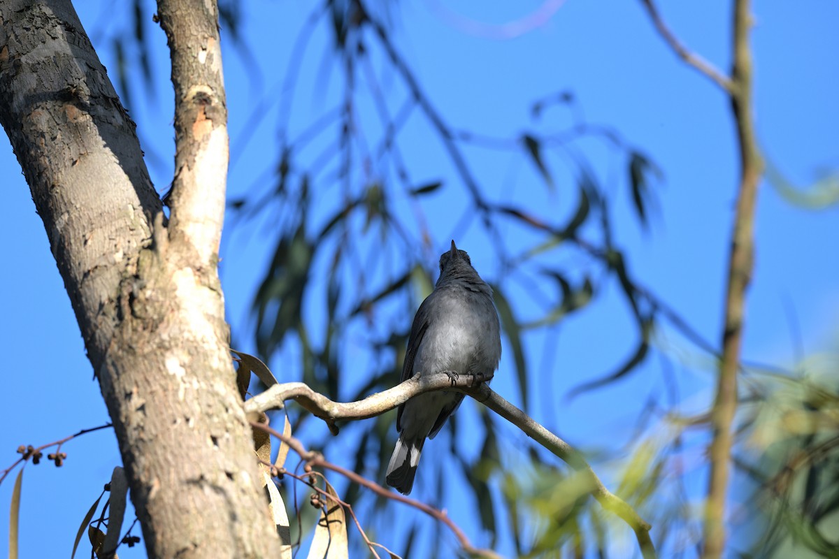 Gray Shrikethrush - ML625009834