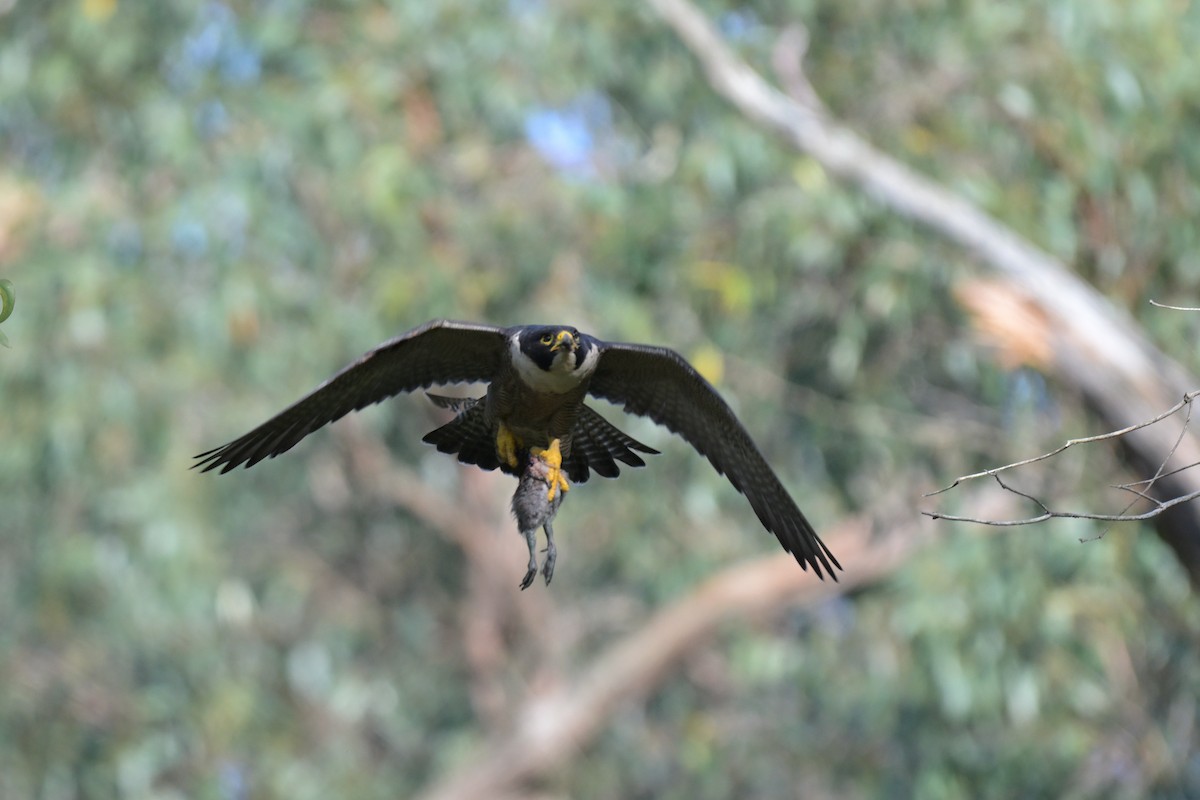 Peregrine Falcon - ML625009846