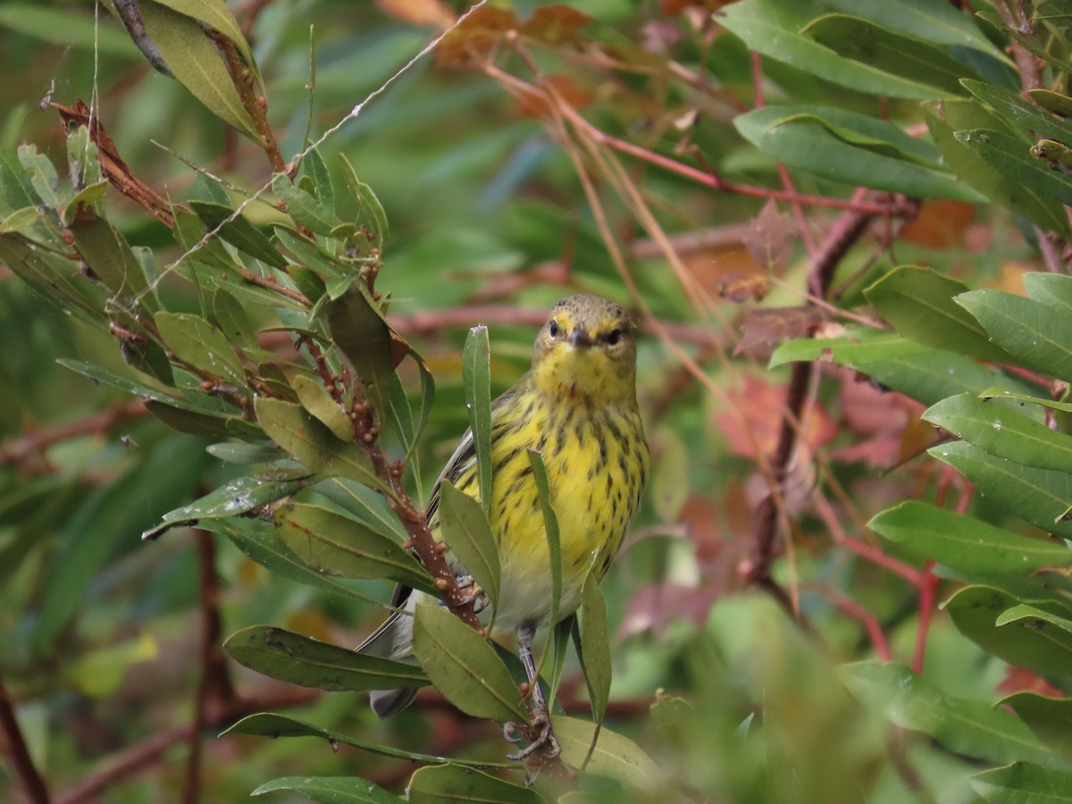 Cape May Warbler - ML625009847