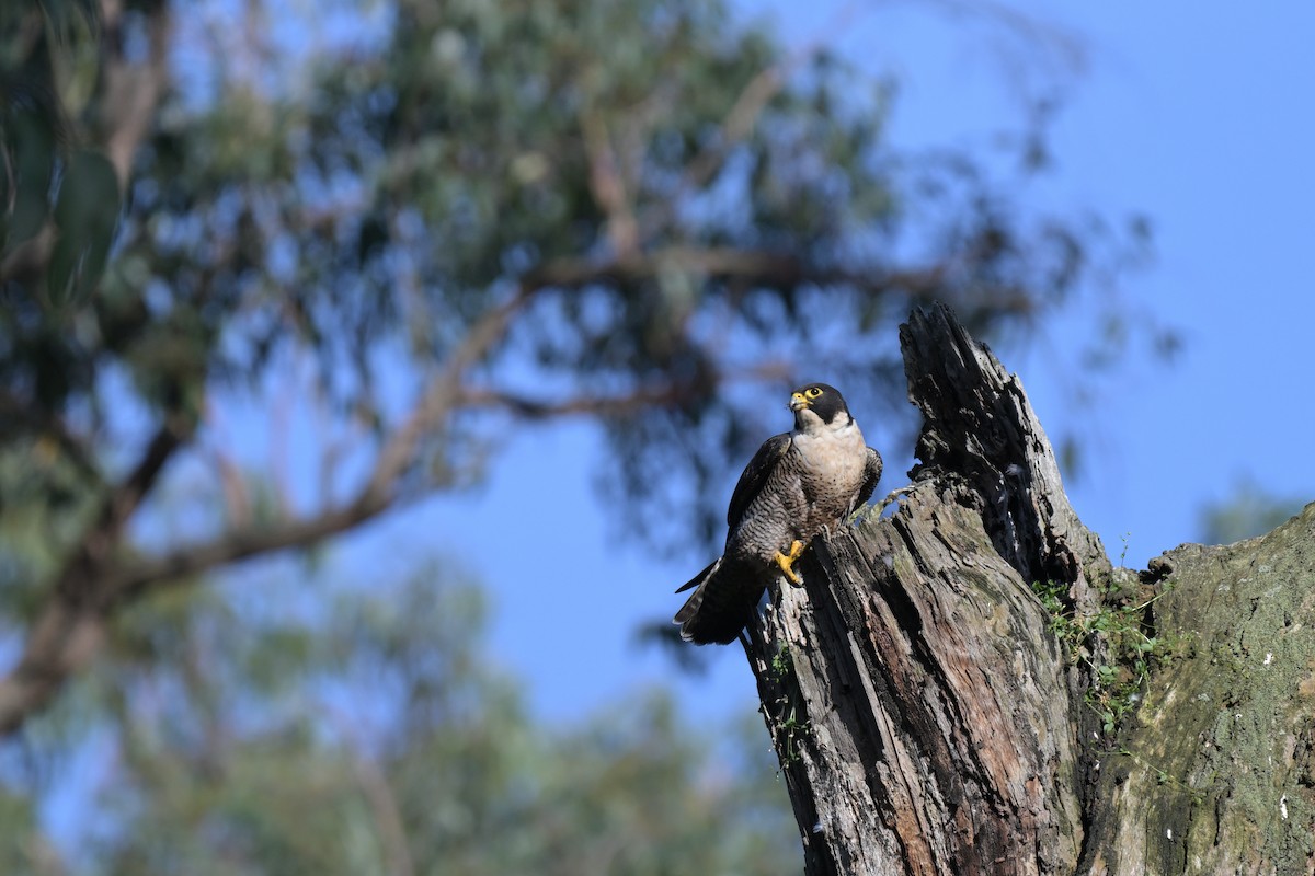 Peregrine Falcon - ML625009856