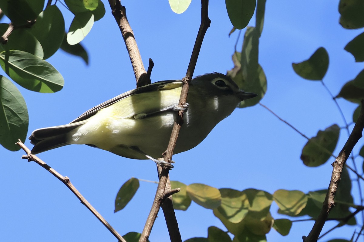 eremittvireo - ML625009857