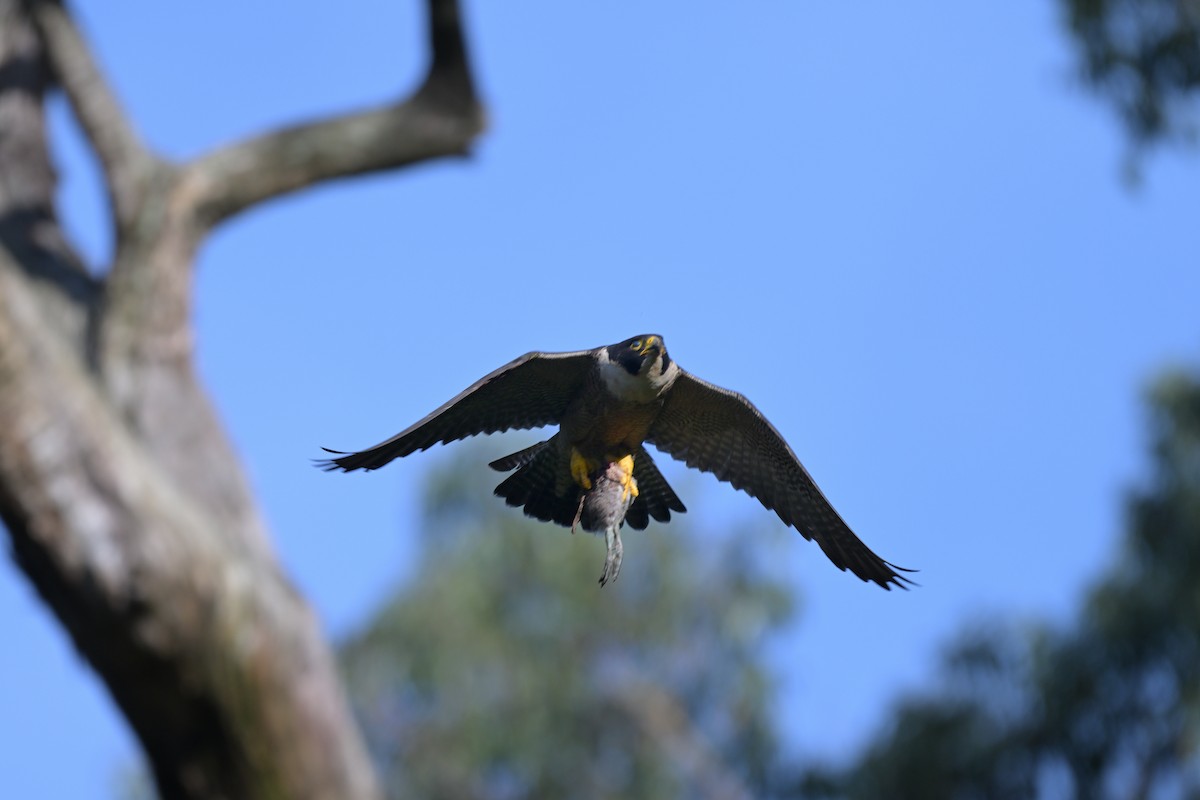 Peregrine Falcon - ML625009859