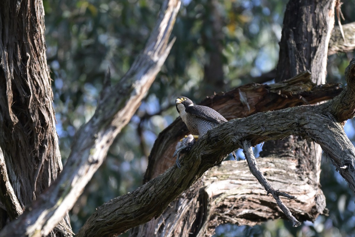 Peregrine Falcon - ML625009868