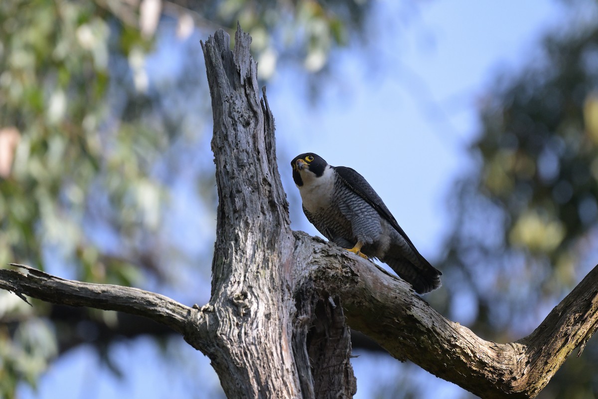 Peregrine Falcon - ML625009877