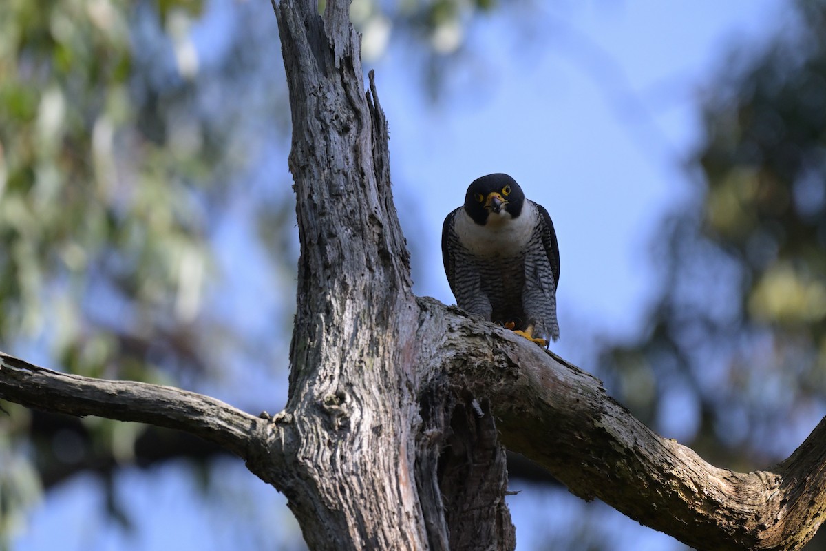 Peregrine Falcon - ML625009879