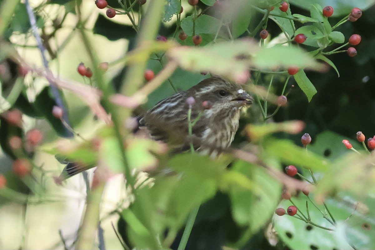 purpurfink - ML625009880