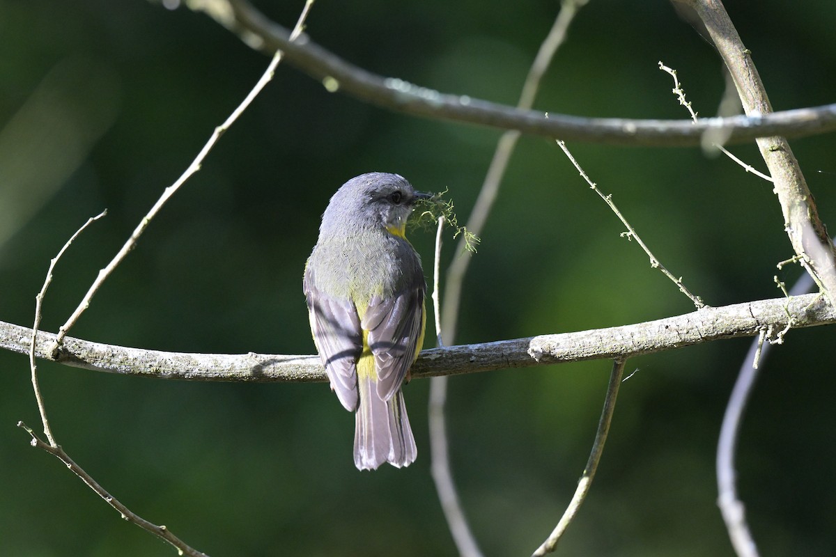 Eastern Yellow Robin - ML625009894