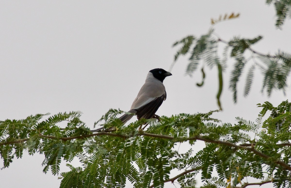 Hooded Treepie - ML625009895