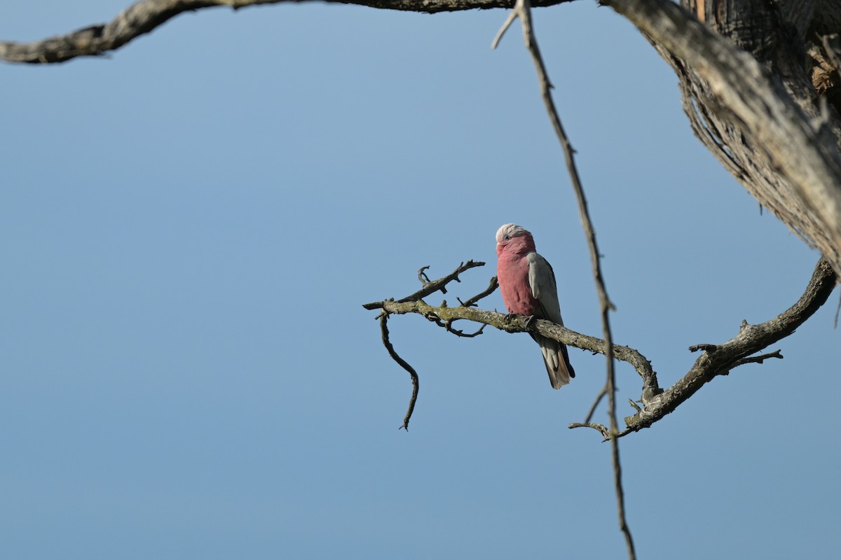 Galah - ML625009903