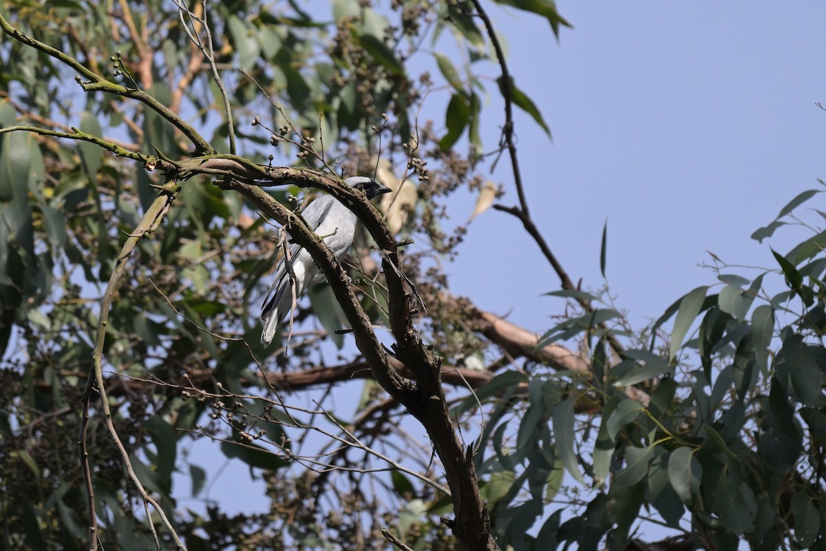 Black-faced Cuckooshrike - ML625009915