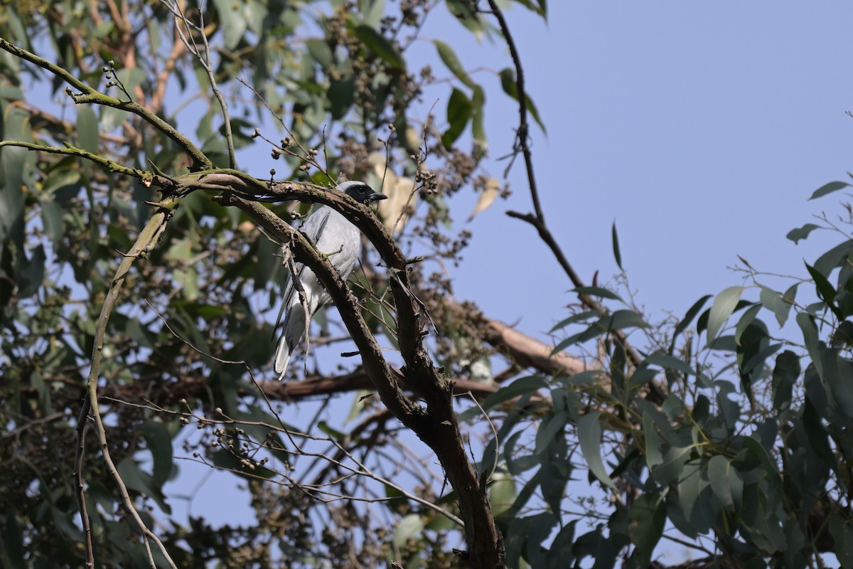 Black-faced Cuckooshrike - ML625009916