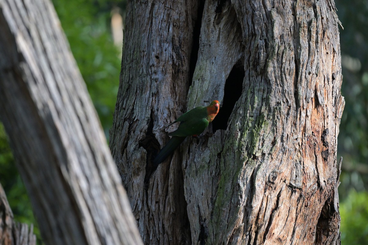 Australian King-Parrot - ML625009941