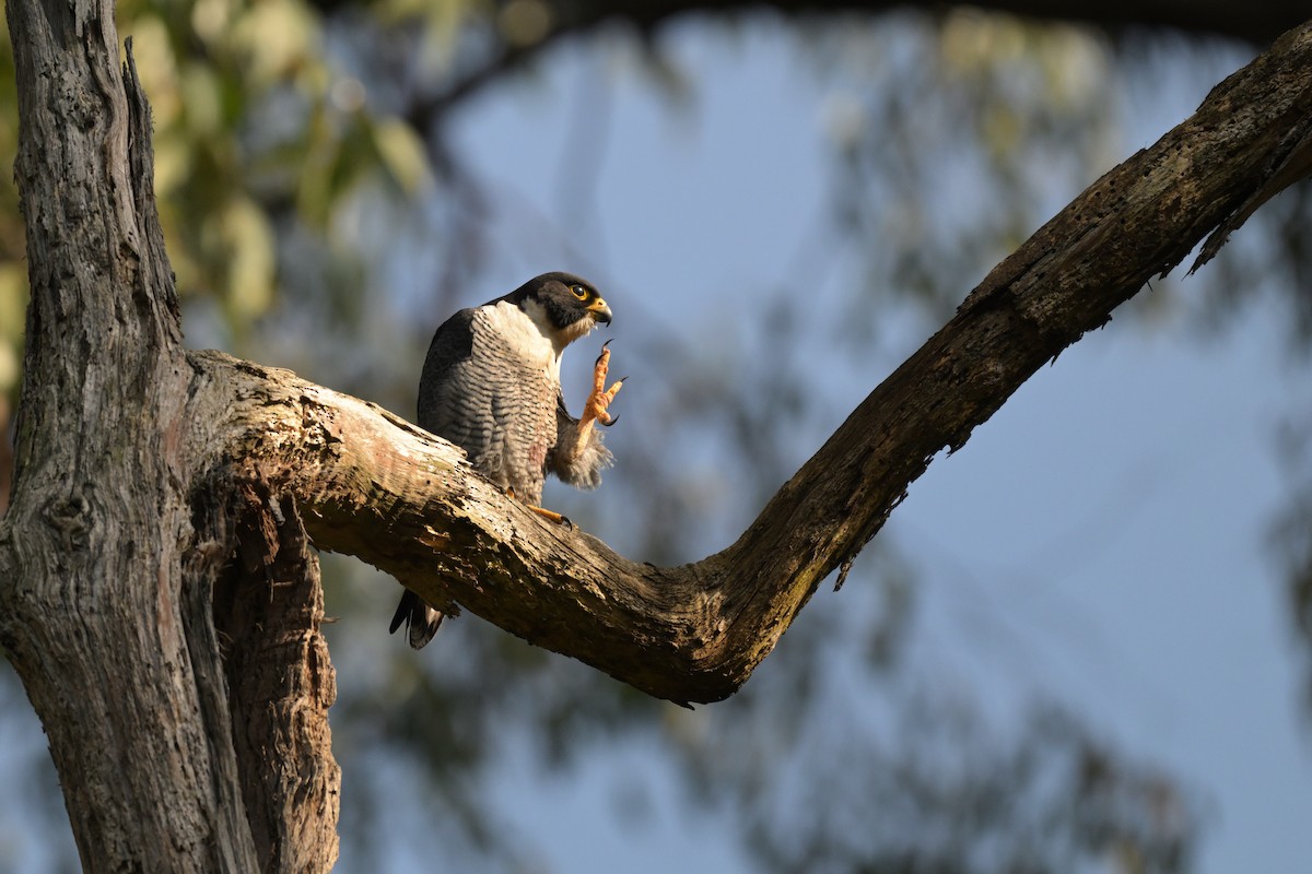 Peregrine Falcon - ML625009963